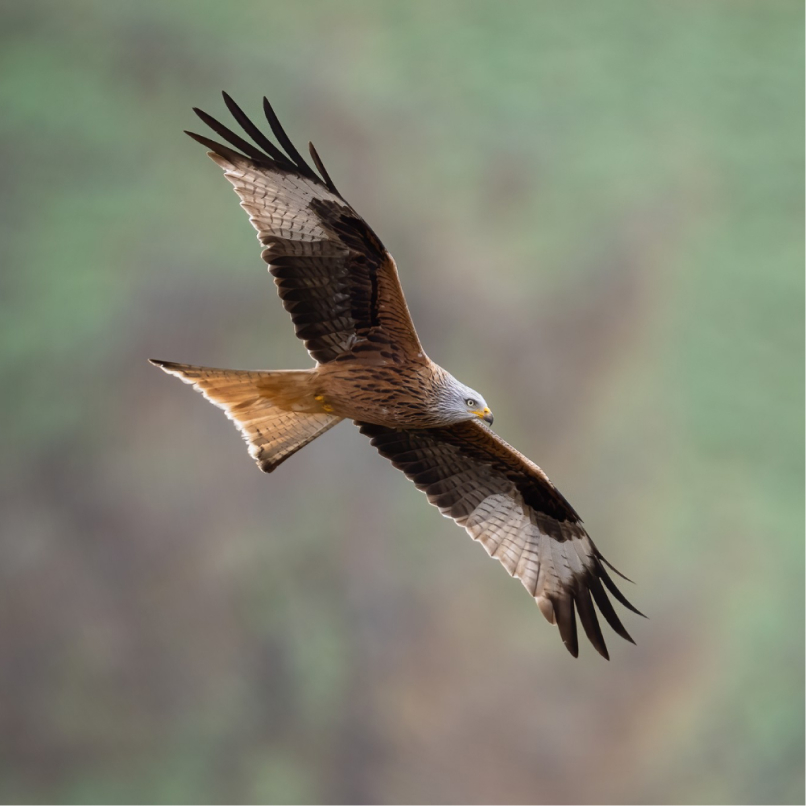 Eagle in flight